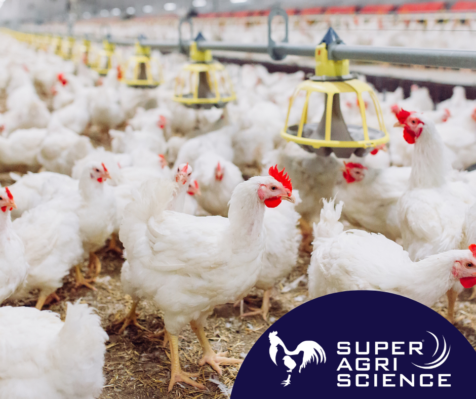 Optimizing poultry production in summer conditions
