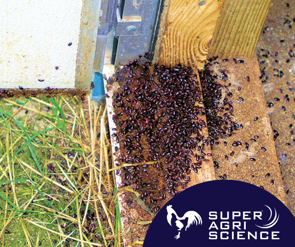 Litter beetles in poultry housing